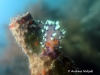 Exoptata Seaslug