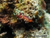 Exoptata Seaslug