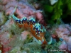 Exoptata Seaslug