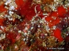 Exoptata Seaslug