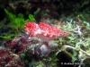 Rubrolineata Seaslug