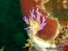Rubrolineata Seaslug