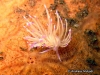 Rubrolineata Seaslug