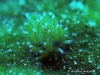 Shaun The Sheep Nudibranch
