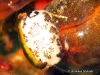 Dotted Nudibranch