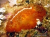 Atagema Seaslug