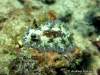 Estrelyado Seaslug