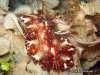 Discodoris Nudibranch