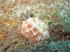 Batangas Sea Slug