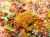 Tessellata Sea Slug