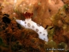 Dotted Nudibranch