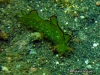 Elysia Seaslug