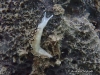 White Elysia