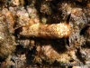 Papua Seaslug