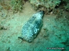 Papua Seaslug