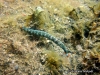 Gracilis Thuridilla