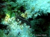 Gracilis Thuridilla