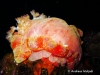 Spanish Dancer