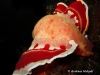 Spanish Dancer