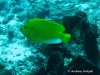 <b><a href="https://www.fishbase.se/summary/6525">Threespot Angelfish</a></b>