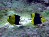 <b><a href="https://www.fishbase.se/Summary/SpeciesSummary.php?id=5454&lang=bahasa">Bicolor Angelfish</a></b>