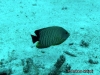 <b><a href="https://www.fishbase.se/summary/10870">Black-tail Angelfish</a></b>