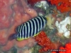 <b><a href="https://www.fishbase.in/summary/Centropyge-multifasciatus.html">Barred Angelfish</a></b>
