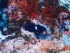 <b><a href="https://www.fishbase.se/summary/Centropyge-tibicen">Keyhole Angelfish</a></b>