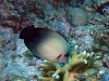 <b><a href="https://www.fishbase.se/summary/5447">Pearlscale Angelfish</a></b>