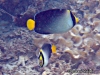<b><a href="https://www.fishbase.se/summary/5660">Vermiculated Angelfish</a></b>