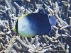 <b><a href="https://www.fishbase.se/summary/Chaetodontoplus-poliourus.html">Greytail Angelfish</a></b>