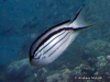 <b><a href="https://www.fishbase.se/summary/Genicanthus-lamarck">Blackstriped Angelfish</a></b>