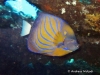 <b><a href="https://www.fishbase.se/summary/Pomacanthus-annularis.html">Bluering Angelfish </a></b>