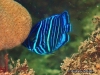 <b><a href="https://www.fishbase.se/summary/Pomacanthus-annularis.html">Bluering Angelfish - Juvenile</a></b>