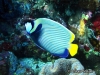 <b><a href="https://www.fishbase.se/summary/Pomacanthus-imperator.html">Emperor Angelfish </a></b>