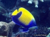 <b><a href="https://www.fishbase.se/summary/5661">Bluegirdled Angelfish </a></b>