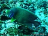 <b><a href="https://www.fishbase.se/summary/5663">Semicircle Angelfish </a></b>