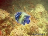 <b><a href="https://www.fishbase.se/summary/5663">Semicircle Angelfish - juvenile</a></b>
