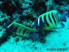 <b><a href="https://www.fishbase.se/summary/Pomacanthus-sexstriatus">Sixbar  Angelfish </a></b>