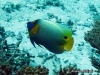 <b><a href="https://www.fishbase.se/summary/5662">Yellowface  Angelfish </a></b>