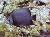 <b><a href="https://www.fishbase.in/Summary/SpeciesSummary.php?id=1118&lang=bahasa">French  Angelfish </a></b>