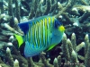 <b><a href="https://www.fishbase.se/Summary/SpeciesSummary.php?id=6572&lang=bahasa">Regal  Angelfish </a></b>