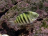 MP_Fish_Pomacentridae_Abudefduf_septemfasciatus_20121103_label