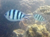 MP_Fish_Pomacentridae_Abudefduf_sexfasciatus_20111024 MP_Fish_Pomacentridae_Abudefduf_sexfasciatus_20111024