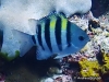 MP_Fish_Pomacentridae_Abudefduf_vaigiensis_20191103_label MP_Fish_Pomacentridae_Abudefduf_vaigiensis_20191103_label