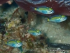 MP_Fish_Pomacentridae_Acanthochromis_polyacanthus_20191126_label