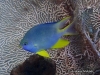 MP_Fish_Pomacentridae_Amblyglyphidodon_aureus_20190921_label