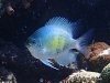 MP_Fish_Pomacentridae_Amblyglyphidodon_curacao_20191105_label