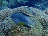 MP_Fish_Pomacentridae_Amblyglyphidodon_leucogaster_20181123_label