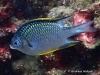 MP_Fish_Pomacentridae_Amblyglyphidodon_spp_20190817_label